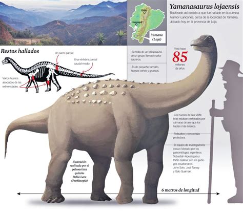 Fósiles de titanosaurio fueron hallados por primera vez en Ecuador.